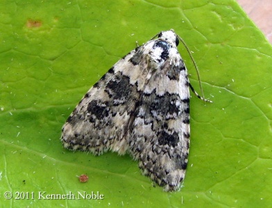 marbled beauty (Cryphia domestica) Kenneth Noble